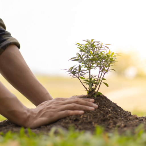 Hands are gently resting on a newly-planted tree sapling in a mound of soil.