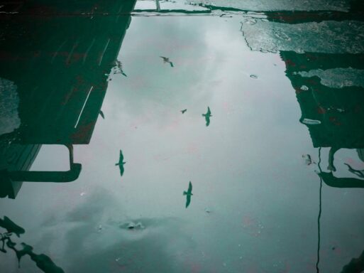 A reflection in a puddle on pavement shows birds flying in the sky, reminiscent of Li-Young Lee's "Little Father."