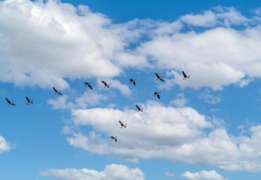 Geese flying below white clouds in a blue sky illustrating poem Wild Geese