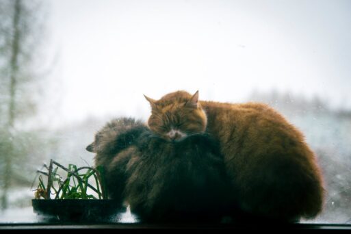 Two cats cuddle on a windowsill in winter.