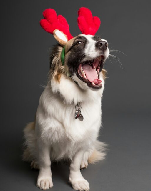 Dog in reindeer horns.