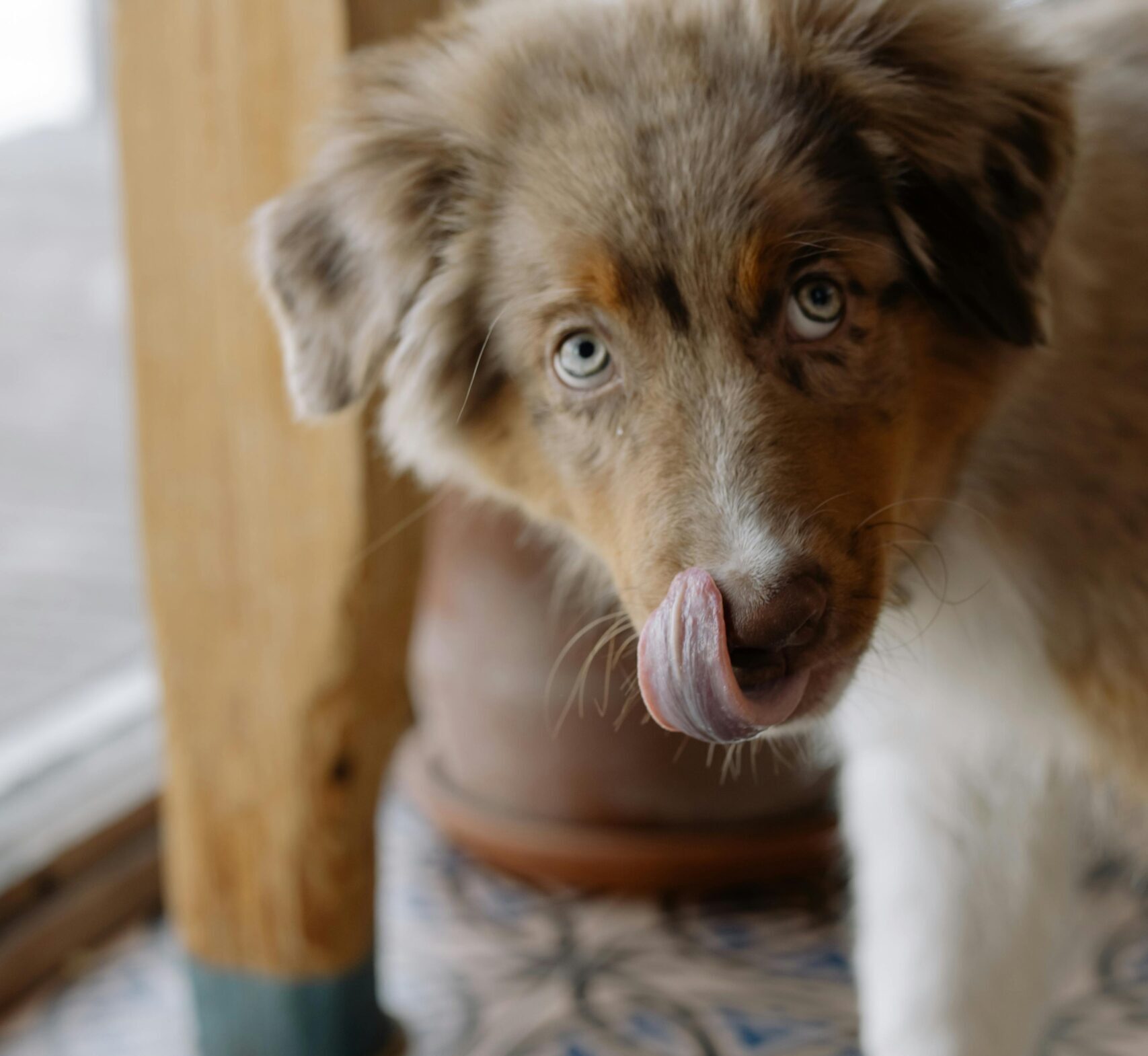 Close-up of dog's face as it licks its nose. 