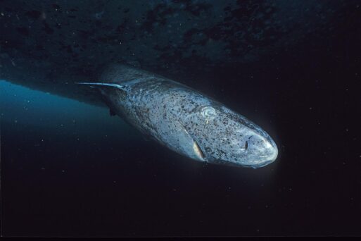 Greenland shark diving in dark water.