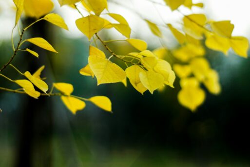 Golden leaves hang from thin branches in front of a blurred green background.