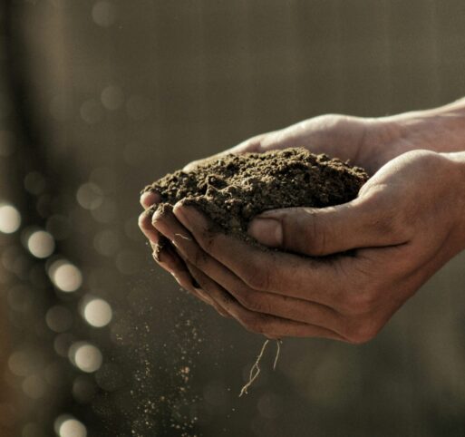 Two hands cup a handful of soil of a body composted