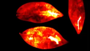 Ultraweak Photon Emissions captured by highly sensitive cameras show glowing leaves