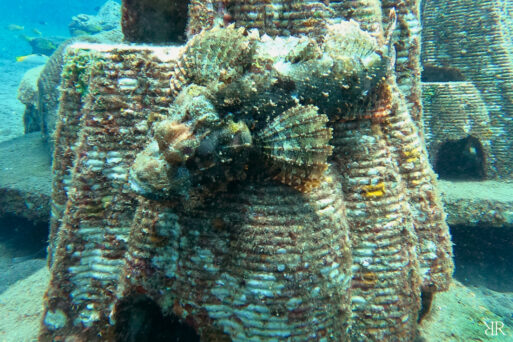 Resting Reefs Coral Reef Memorial covered in marine life