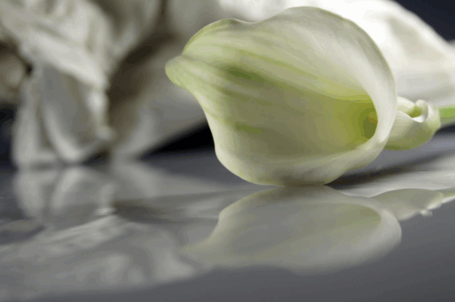 A single white lily lying on a shiny surface, evoking feelings of loss and remembering.