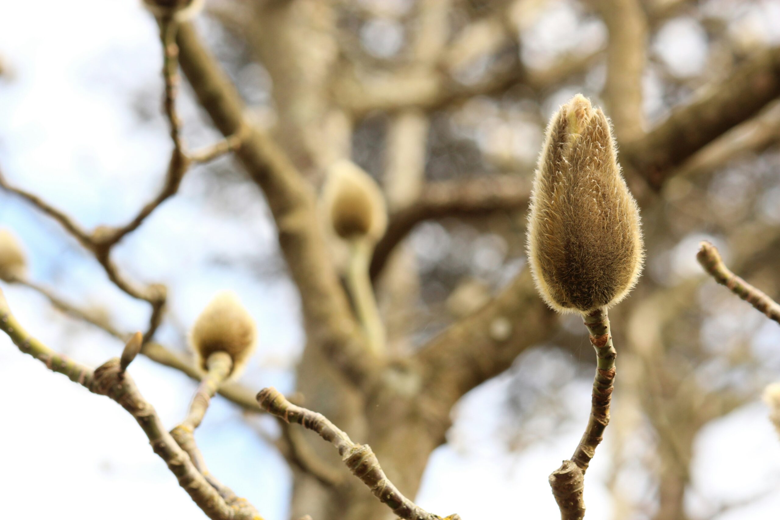buds on a tree remaining tight in a bud to reflect quotes about death