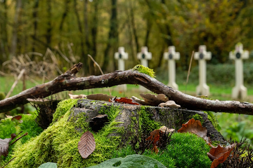 a mossy log in a cemetery