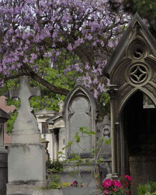 A flowering tree with delicate purple blooms grows over ancient headstones in a cemetery