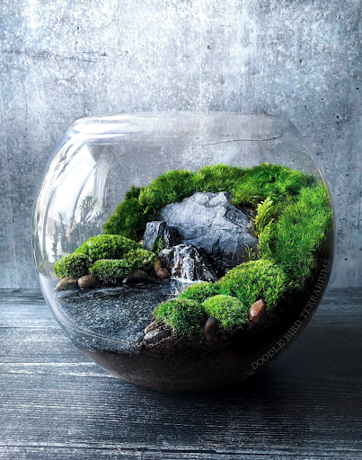 a lush green terrarium
