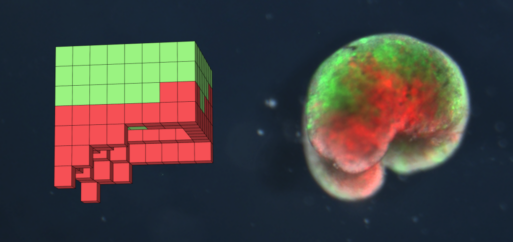 On a black background are two red-and-green images; the one on the left looks kind of like a rubix cube, with stacks of green and red "cells," while the one on the right looks like an amorphous globule, depicting a xenobot made out of frog tissue.