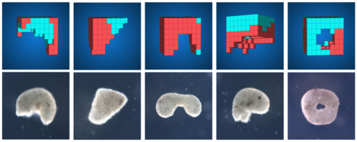 An image comparison of AI-designed xenobots and their actual, cell-based constructions.