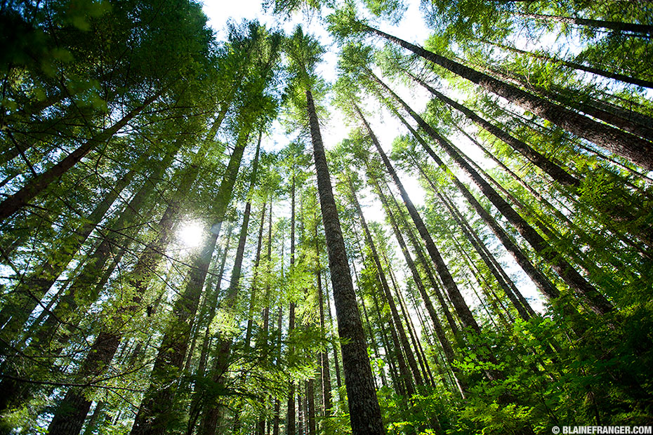 Tree look. Through the Trees. Looking up Forest. Forest long Tree. Tree looking up.