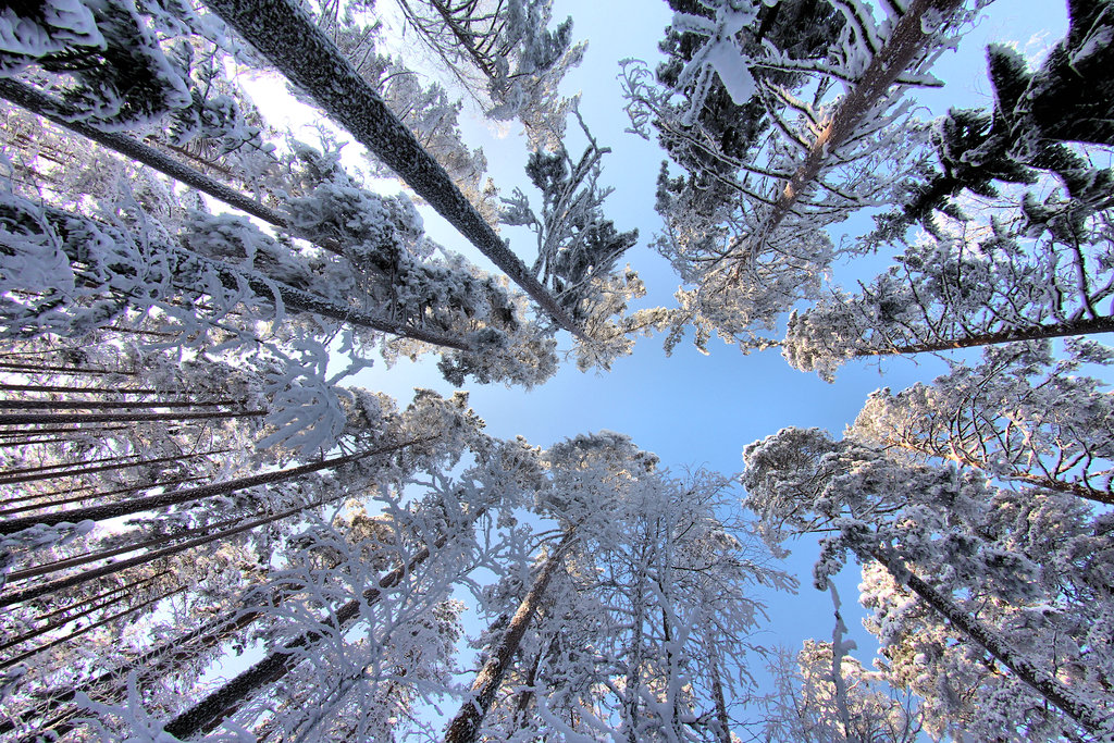 Вид зимы. Лес снизу зима. Сосна зимой. Зимний пейзаж. Верхушки деревьев зимой.