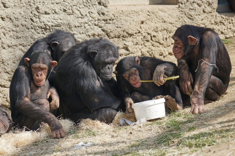 eastern chimpanzee mortality rate