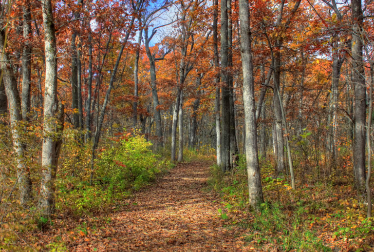 path through woods - SevenPonds BlogSevenPonds Blog