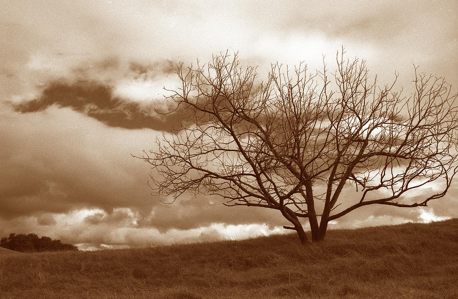 Буря деревья. Буря дерево. Дерево шторм. Дерево в бурю. Деревья Tree Storm.