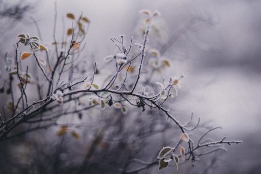 A branch covered with frost symbolizes the loneliness of life limiting illness and the need for hospice care