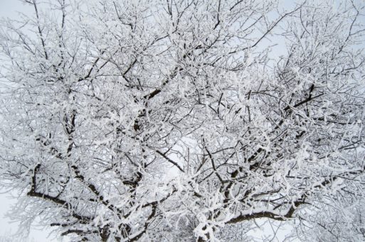 Looking up at snow-covered branches symbolizes the hope of hospice care