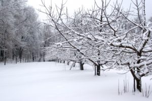 Snow-covered trees in a snowy field symbolize the need for hospice care 