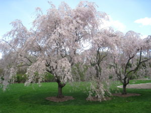 Weeping cherry tree symbolizes hope against cancer