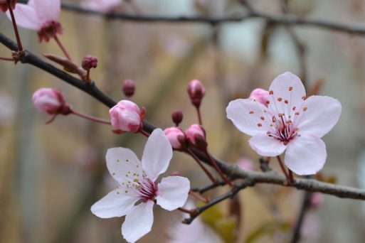 Cherry blossom symbolizes spring and hope in dealing with cancer