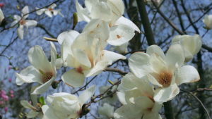 White magnolia flowers signify grief or depression