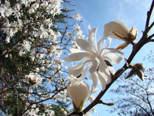 White magnolia signifies grief or depression