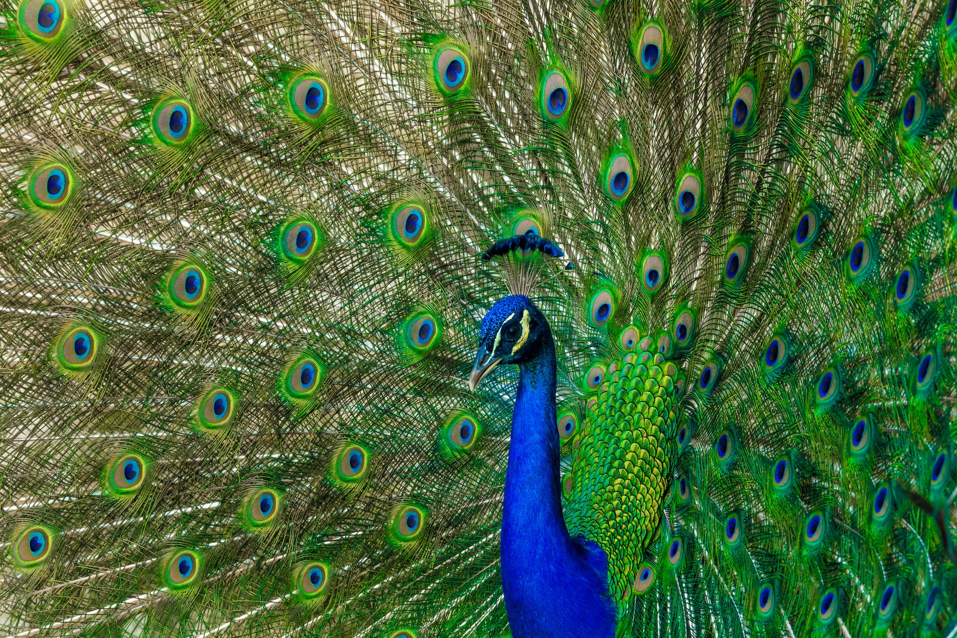 Peacocks Symbolize Rebirth and Renewal - SevenPonds BlogSevenPonds Blog