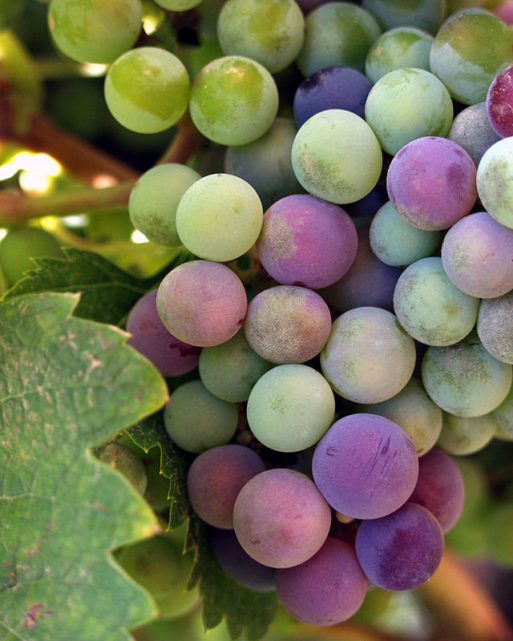 a bunch of grapes known to promote longevity