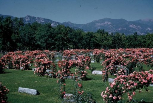 evergreen cemetery roses