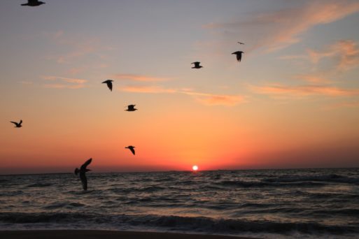 Birds fly over an ocean as the sun sets behind them.