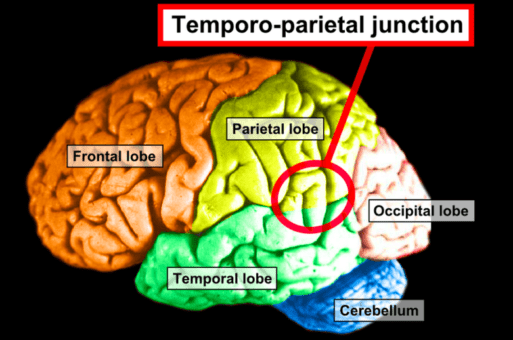 A diagram shows different regions of the brain, including the temporo-parietal-occipital junction that can display brain activity in patients nearing death.
