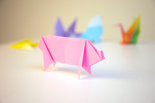 xenotransplantation pig origami