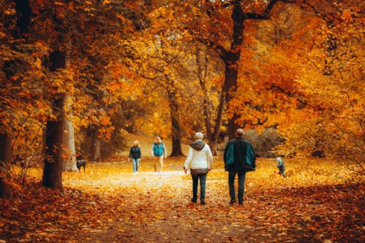 Couples walk through the fall leaves as a form of daily exercise.