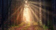 Sunlight filtering through trees creates mystical atmosphere.