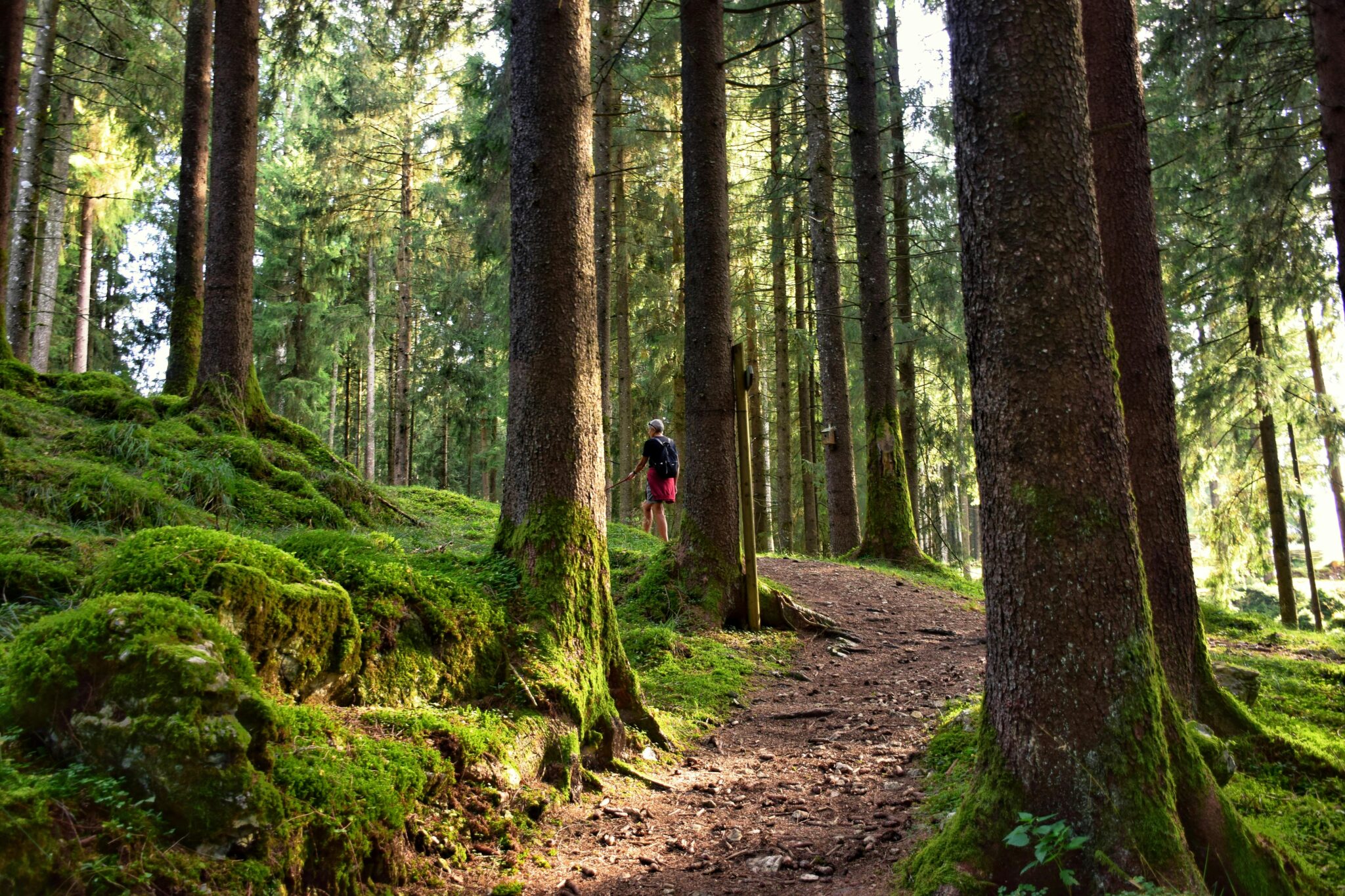 Forest Bathing Eases Grief by Soaking in Nature - SevenPonds ...
