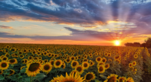 Panoramic photograph of a field of sunflowers taken at sunset, symbolizing the poet's desire to turn her soul towards the sun after she is dead