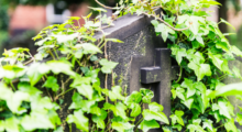 A swath of green ivy covers a headstone in a cemetary