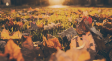 A close-up shot of brown, crispy fall leaves scattered over grass in fading sunlight