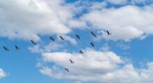 Geese flying below white clouds in a blue sky illustrating poem Wild Geese