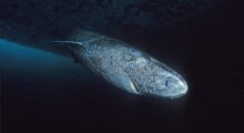 Greenland shark diving in dark water.